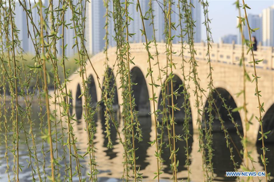 #CHINA-SPRING-WILLOW (CN)