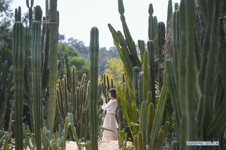 #CHINA-FUJIAN-XIAMEN-SUCCULENT PLANTS (CN)