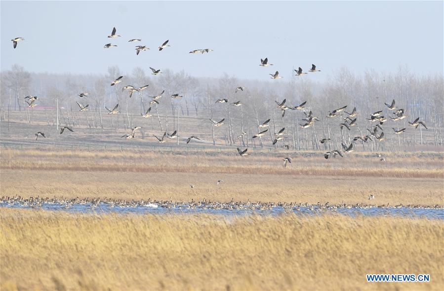 CHINA-LIAONING-WOLONG WETLAND (CN)