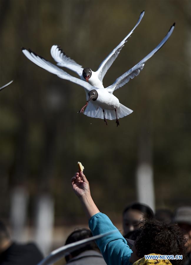 CHINA-NINGXIA-YINCHUAN-BLACK-HEADED GULLS (CN)