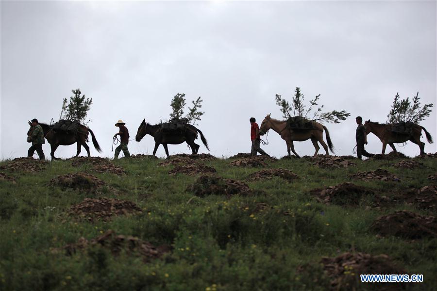 CHINA-REFORESTATION EFFORTS-WORLD LEADING (CN)