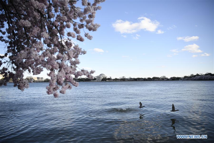 U.S.-WASHINGTON D.C.-CHERRY BLOSSOM