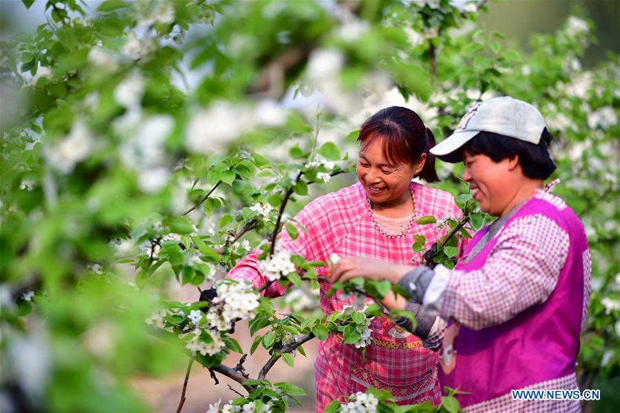 CHINA-HENAN-PEAR TREE-BLOOMING (CN)