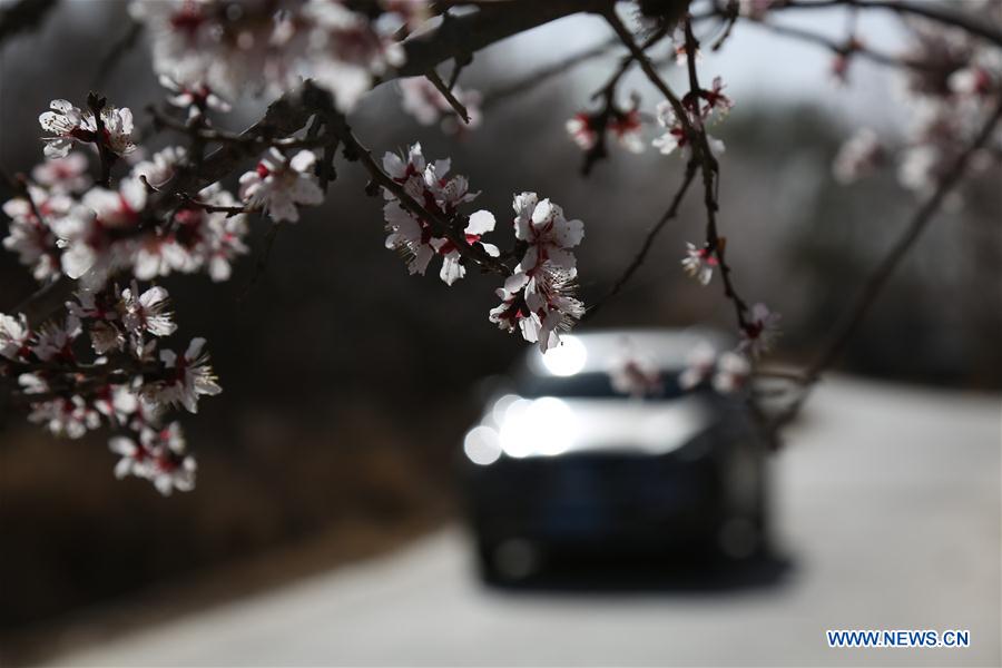 #CHINA-DUNHUANG-APRICOT FLOWERS (CN)