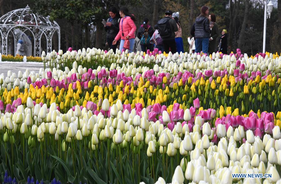 TURKEY-ISTANBUL-TULIPS