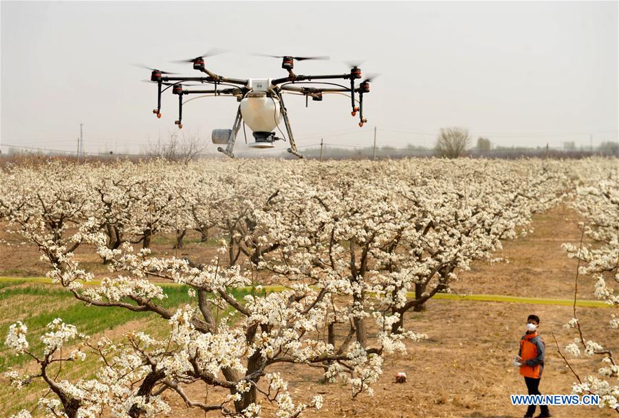 CHINA-HEBEI-CANGZHOU-AGRICULTURE (CN)