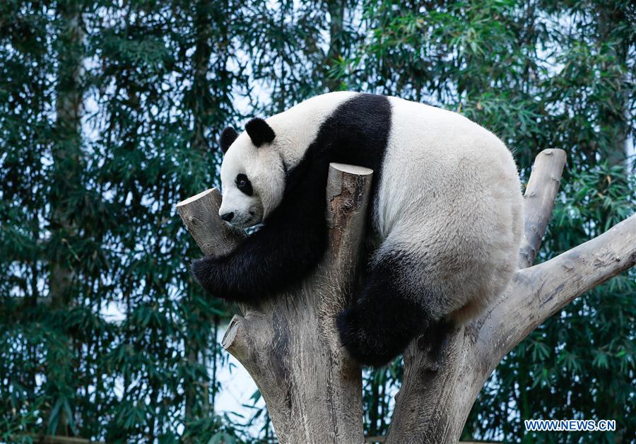 SOUTH KOREA-YONGIN-CHINA-GIANT PANDA