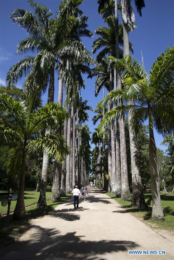 BRAZIL-RIO DE JANEIRO-BOTANICAL GARDEN