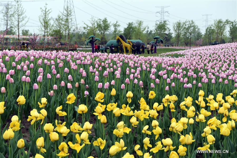 CHINA-TIANJIN-TULIPS (CN)