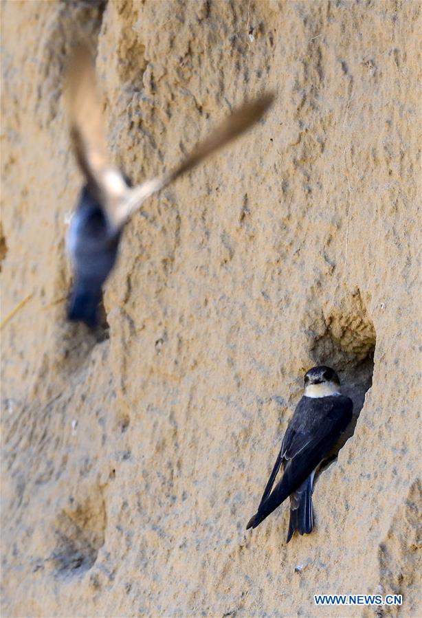 CHINA-BAICHENG-ANIMAL-BANK SWALLOW (CN)