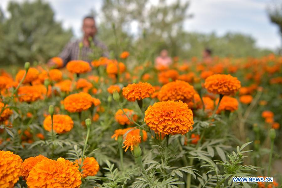 CHINA-XINJIANG-SHACHE-MARIGOLD-HARVEST (CN)