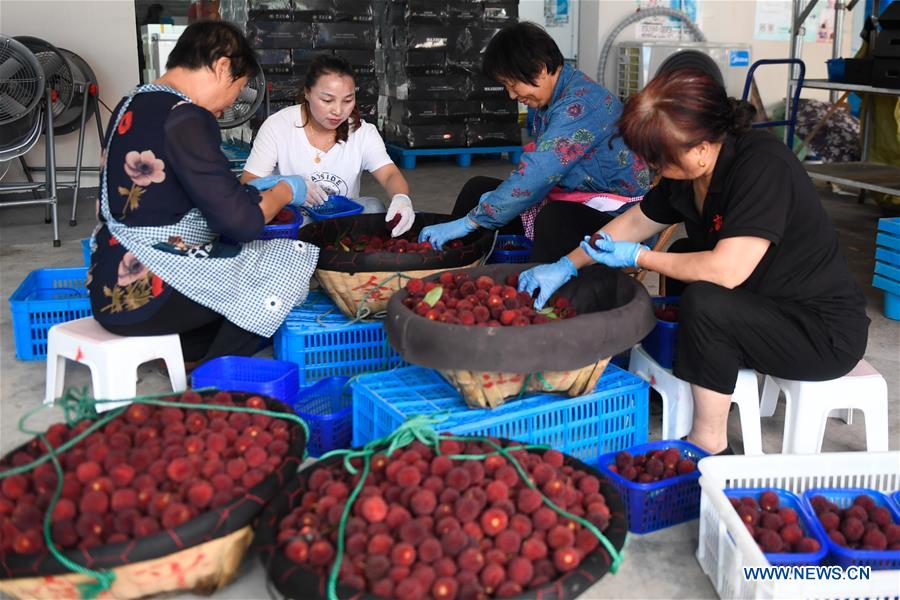 CHINA-ZHEJIANG-XIANJU-CHINESE BAYBERRY-HARVEST (CN)