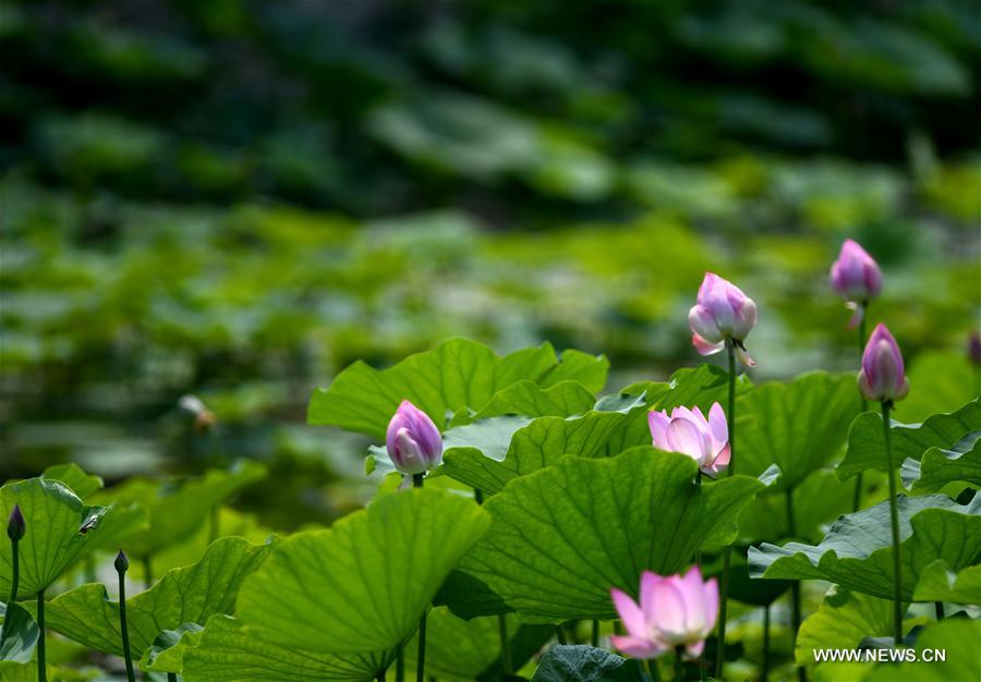 CHINA-TIANJIN-LOTUS FLOWER (CN)