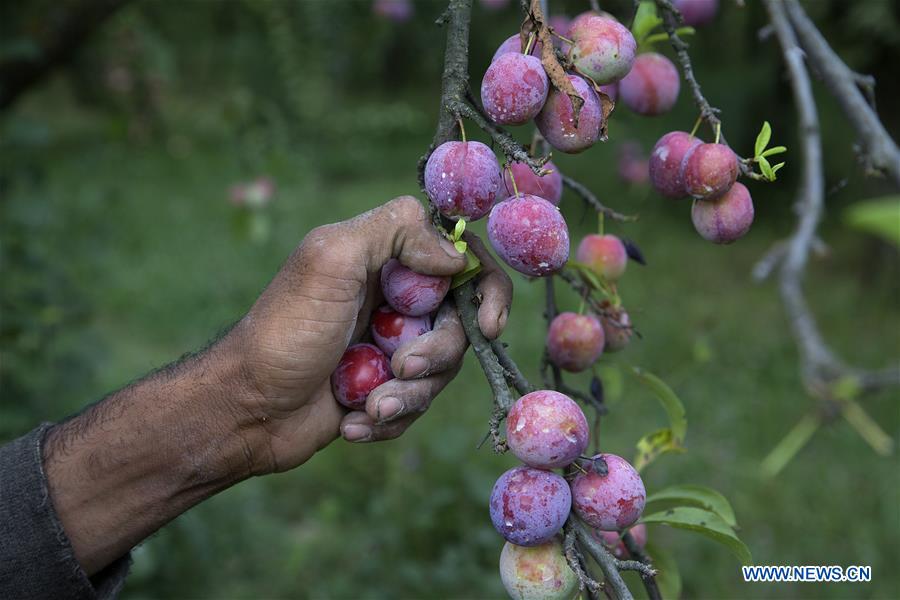 KASHMIR-SRINAGAR-PLUM HARVEST