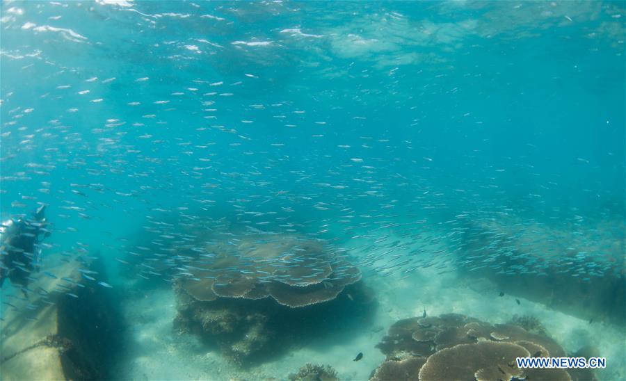 CHINA-HAINAN-BOUNDARY ISLAND-DIVING (CN)