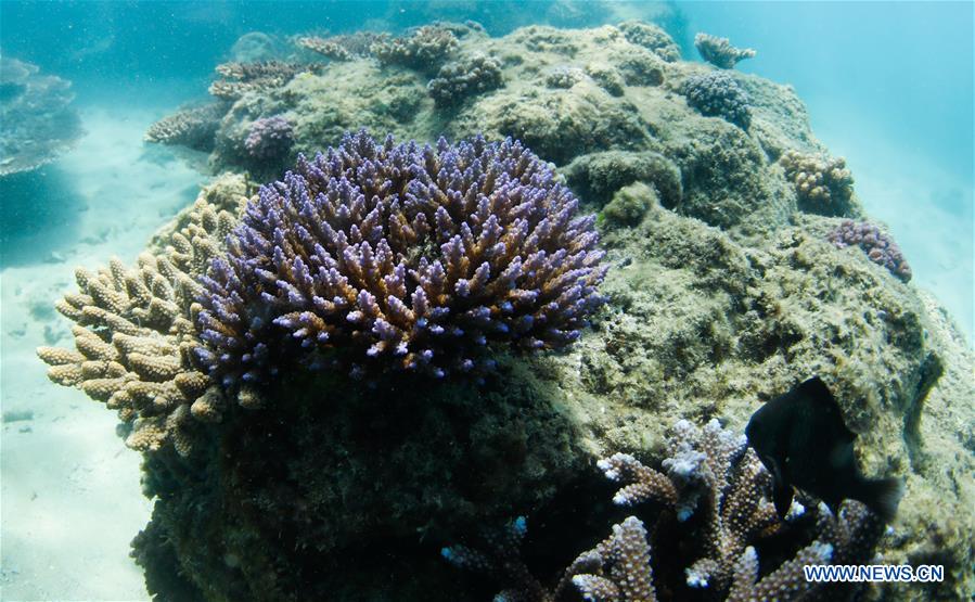 CHINA-HAINAN-BOUNDARY ISLAND-DIVING (CN)