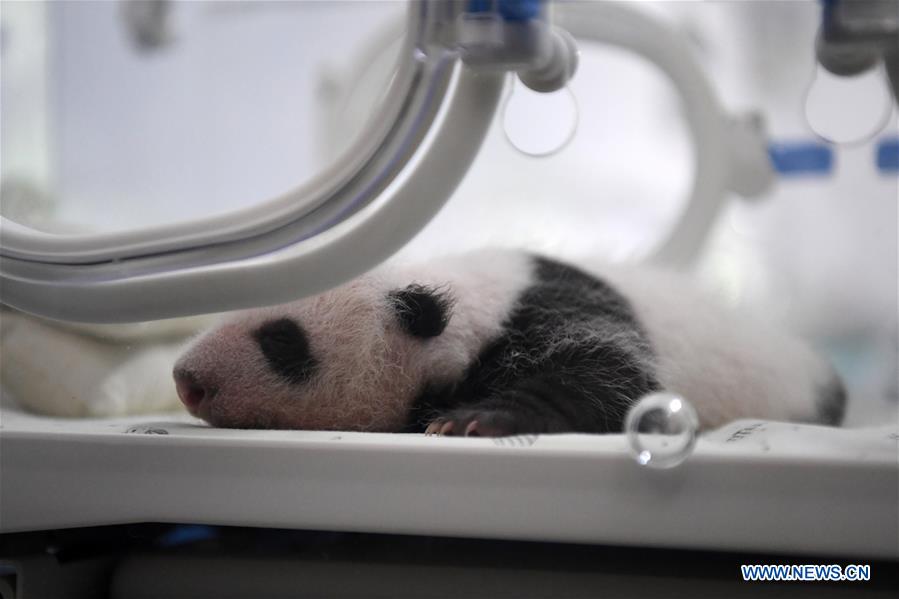 CHINA-CHONGQING-PANDA CUBS (CN)