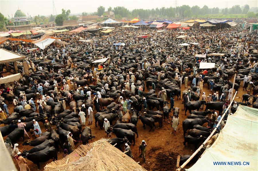 PAKISTAN-PESHAWAR-EID-AL-ADHA-LIVESTOCK