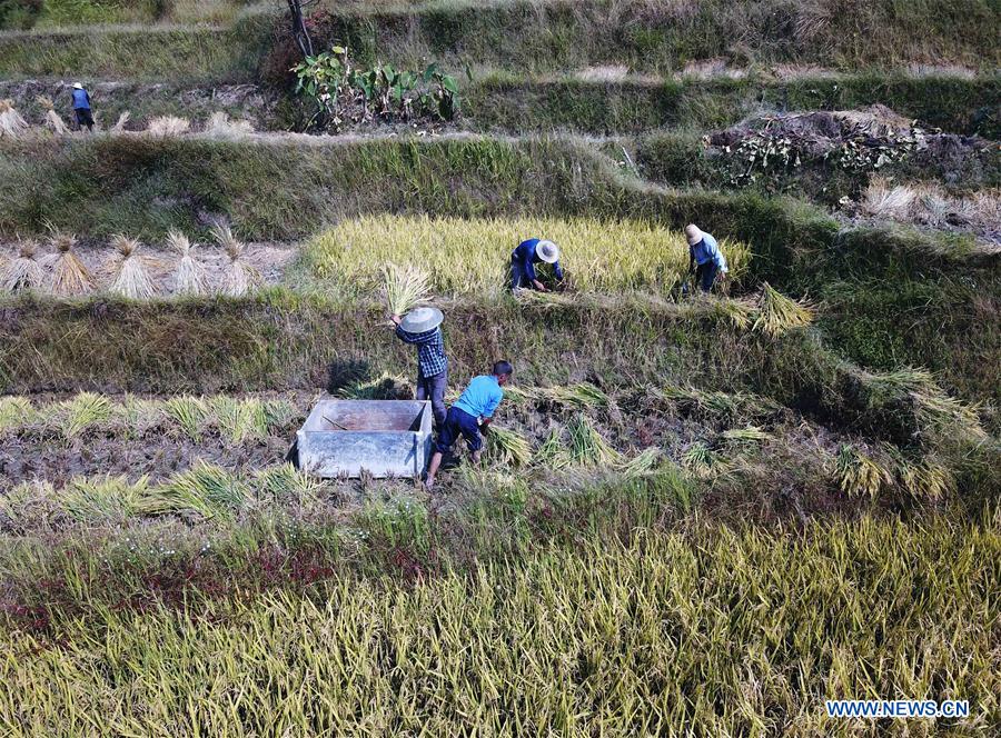 CHINA-HUNAN-XINHUA-RICE HARVEST (CN)