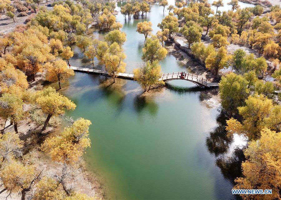 CHINA-INNER MONGOLIA-POPULUS EUPHRATICA-SCENERY (CN)