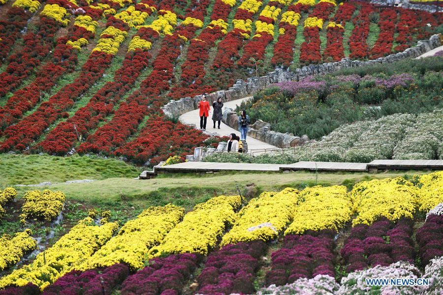 CHINA-GUIZHOU-QIANDONGNAN-CHRYSANTHEMUM (CN)