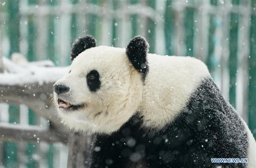 CHINA-HEILONGJIANG-SHANGZHI-SNOW-PANDA (CN)