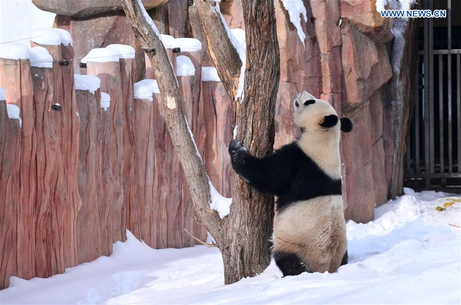 CHINA-JILIN-CHANGCHUN-GIANT PANDA-WINTER-ACTIVITY (CN)