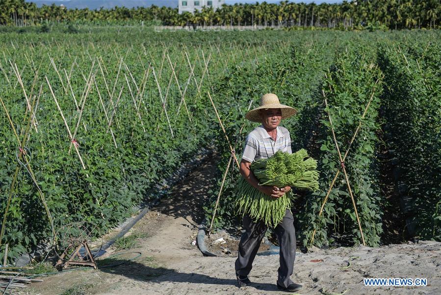 CHINA-HAINAN-VEGETABLE-PRODUCTION (CN)