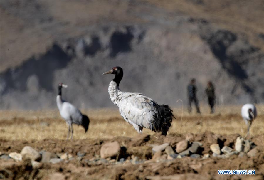 CHINA-TIBET-LHASA-BLACK-NECKED CRANE (CN)