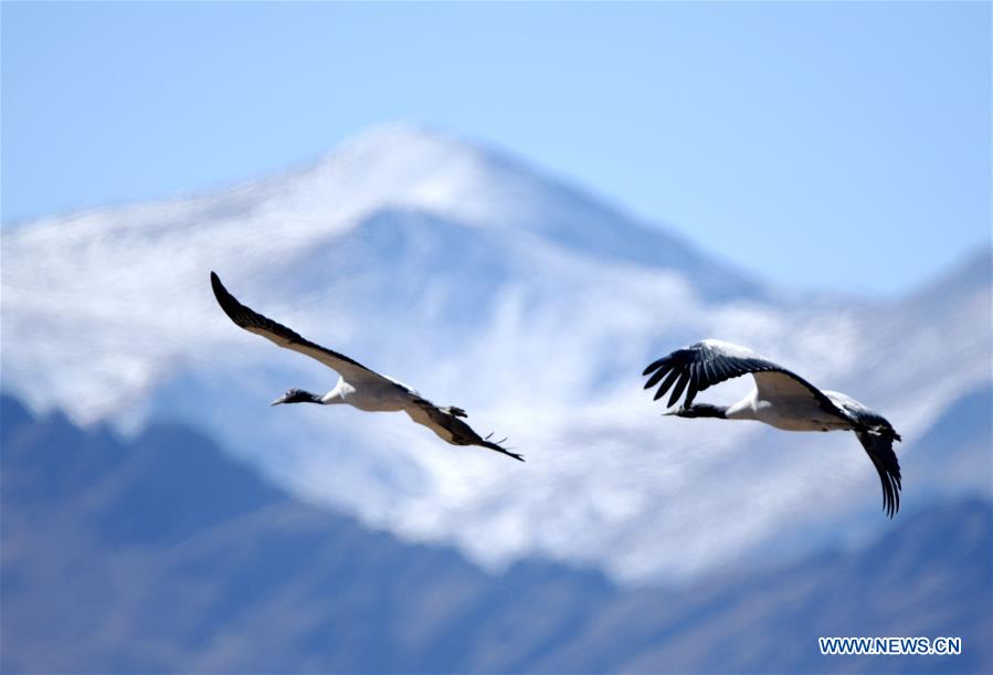 CHINA-TIBET-LHASA-BLACK-NECKED CRANE (CN)