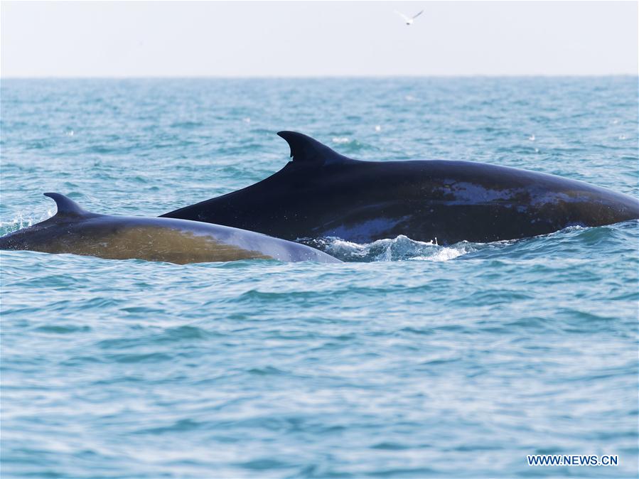 CHINA-GUANGXI-BEIBU GULF-BRYDE'S WHALES (CN)