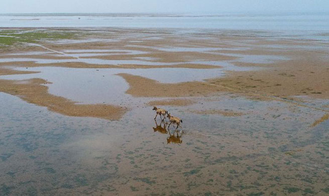 China releases 47 milu deer into wild in major lake