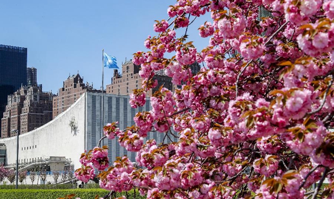 Cherry blossoms seen at UN headquarters in New York