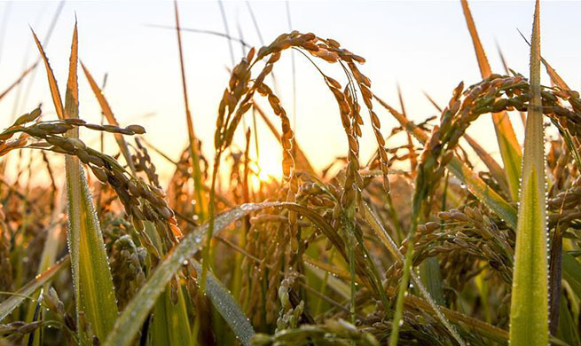 Rice harvested in NW China's Xinjiang