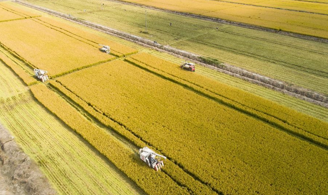 People embrace harvest across China