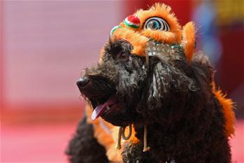 Singapore's Chinatown holds dog costume competition to greet Chinese New Year