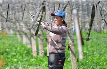 Villagers start spring ploughing in Guilin, Guangxi