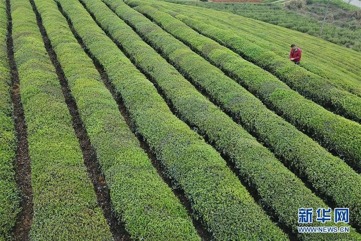 （百城百縣百企調研行·圖文互動）（4）貴州湄潭：綠浪淘心 茶富萬民