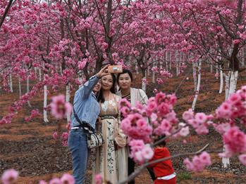 櫻花漫山，一份14年的等待