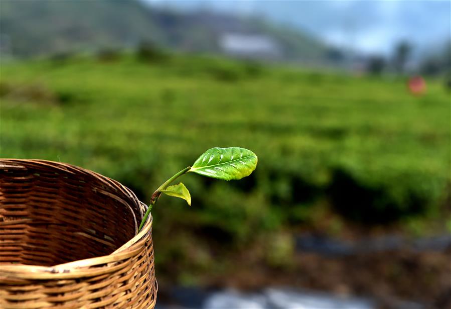 西藏墨脫：茶業變成致富“金葉”