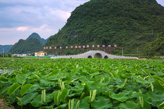 安順開發區：十里荷廊美如畫 條條大路通景區