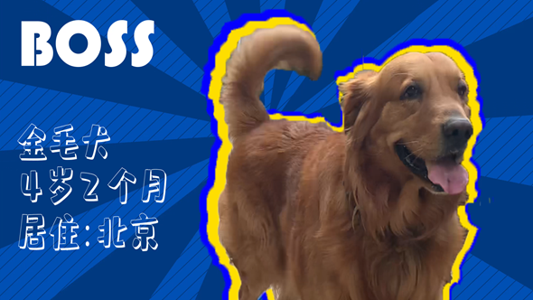 有效拴繩&科學遛狗——如何文明養犬？“撿屎官”們快看過來！